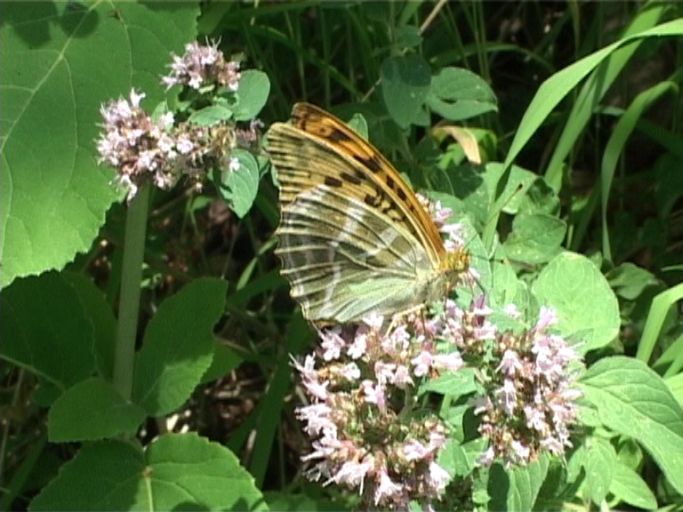 Kaisermantel ( Argynnis paphia ), Weibchen, Flügelunterseite : Nettersheim/Urfttal, Eifel, 06.08.2006 